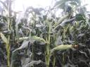 PK-004 Organic maize pre-order promotion - A new direction for breeding