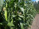 PK-004 Organic maize pre-order promotion - A new direction for breeding