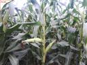 The 2025 offer for Pátroha maize is now available