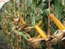 The 2025 offer for Pátroha maize is now available