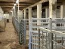 Animal farm, pig farm for sale