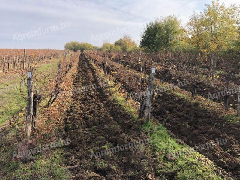 Weinberg zu verkaufen