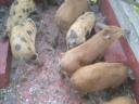 Piglets for sale