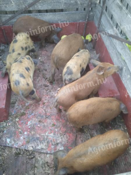 Piglets for sale