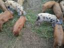 Piglets for sale