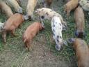 Piglets for sale