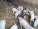 Election piglets for sale