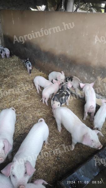 Election piglets for sale