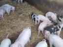 Election piglets for sale