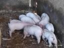 Election piglets for sale