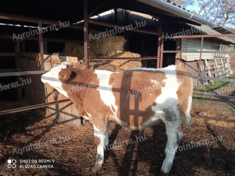 Mt. bull for sale