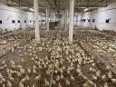 Poultry farm for sale