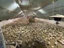 Poultry farm for sale