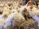 Poultry farm for sale