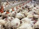 Poultry farm for sale