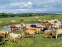 Job opportunities in beef cattle breeding