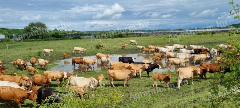 Job opportunities in beef cattle breeding