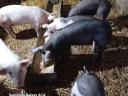 Piglets for sale