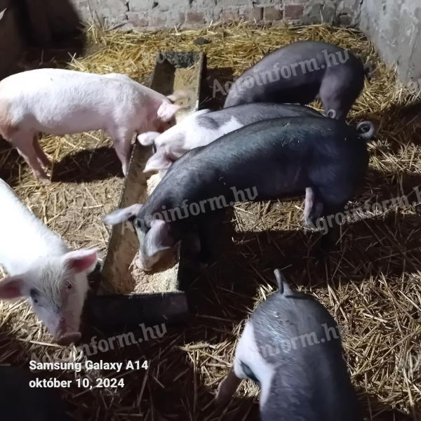 Piglets for sale