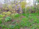 Mulberry, white poplar, elderberry