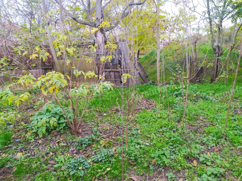 Mulberry, white poplar, elderberry