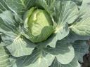 Flat cabbage