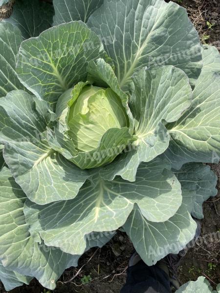 Flat cabbage