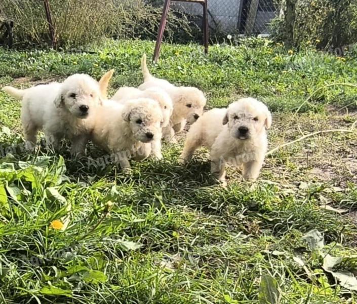 Komondor