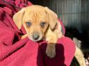 Dachshund - Jack Russell mix