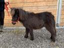 Extra nice and real mini pony for sale