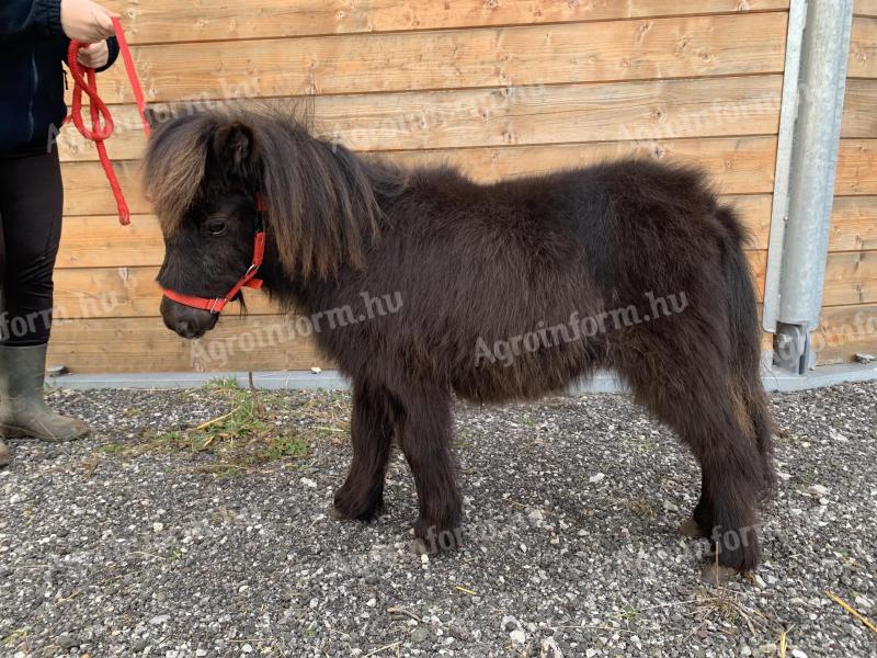 Extra nice and real mini pony for sale