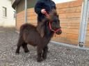 Extra nice and real mini pony for sale