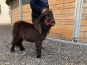 Extra nice and real mini pony for sale