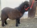 Extra nice and real mini pony for sale