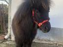 Extra nice and real mini pony for sale