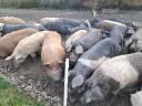 Fattening, free-range pig for meat production for sale