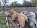 Fattening, free-range pig for meat production for sale