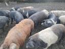 Fattening, free-range pig for meat production for sale