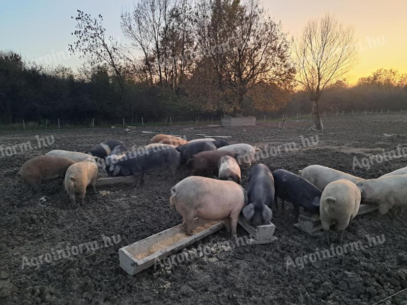 Výkrm, volný chov prasat na maso na prodej