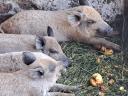 Mangalica malac eladó