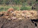 Mangalica malac eladó