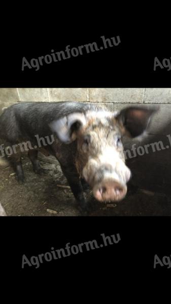 Male pig for sale