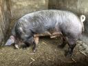 Male pig for sale