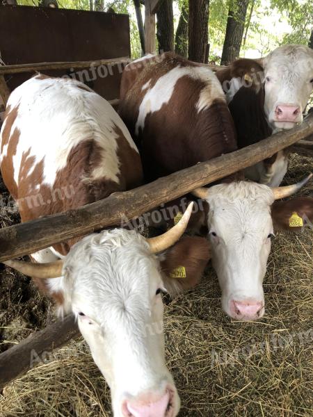 Cattle stalls for sale