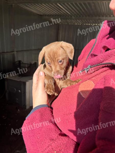 Dachshund cățeluși