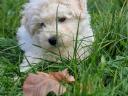 Pedigree white poodle puppies