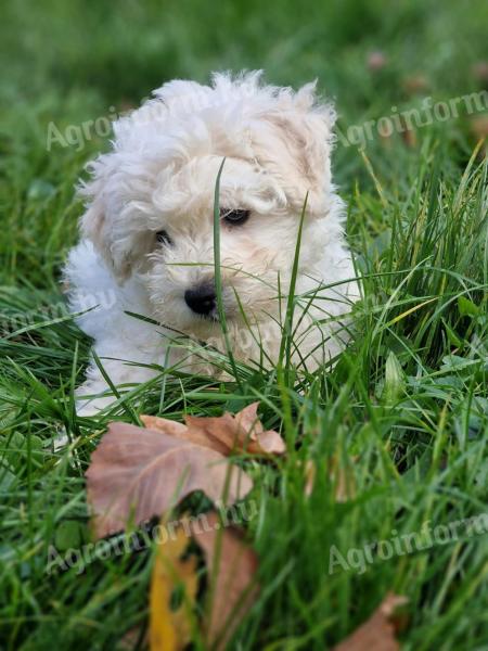 Pedigree white poodle puppies