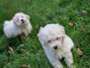 Pedigree white poodle puppies