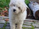 Pedigree white poodle puppies