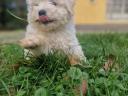 Pedigree white poodle puppies